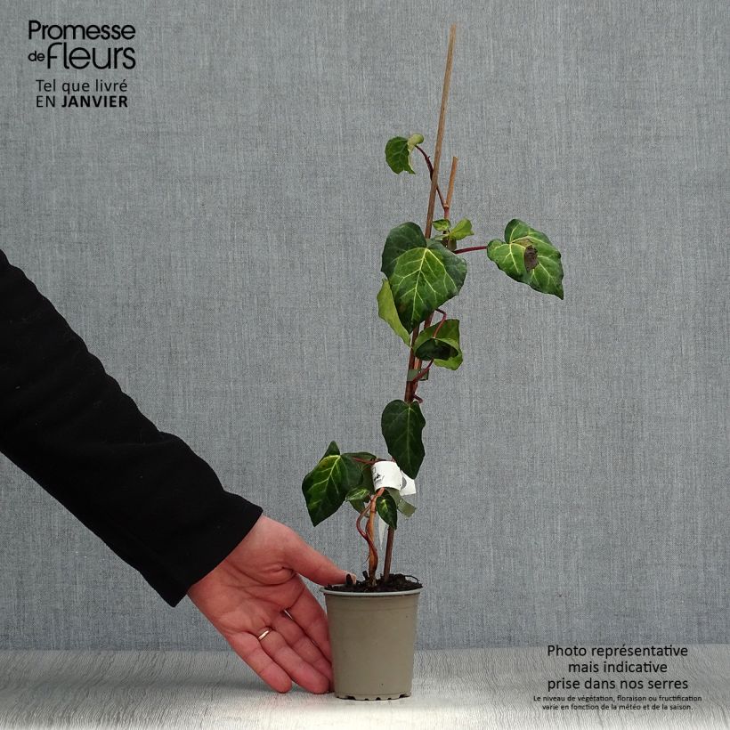 Hedera colchica Sulphur Heart - Edera variegata Vasetto da 8/9 cm esemplare consegnato in inverno