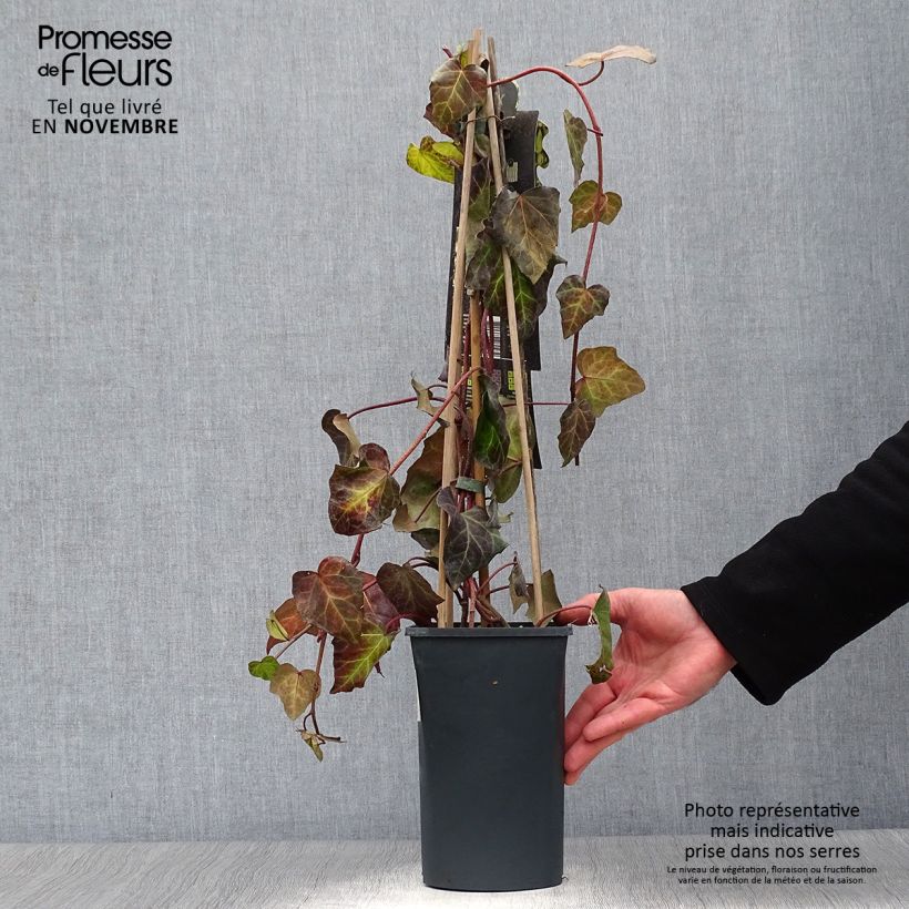 Esemplare di Hedera colchica Sulphur Heart - Edera variegata Vaso da 1,5L/2L come consegnato in autunno