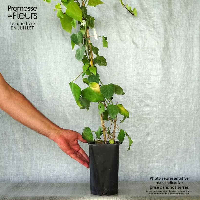 Esemplare di Hedera colchica - Edera Vaso da 2L/3L consegnato in estate