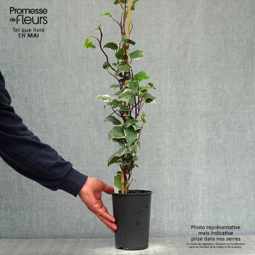 Hedera algeriensis Gloire de Marengo - Edera algerina variegata Vaso da 2L/3L esemplare consegnato in primavera