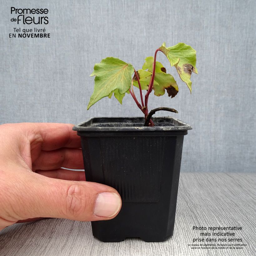 Esemplare di Hedera helix Green Ripple - Edera Vasetto da 8/9 cm come consegnato in autunno