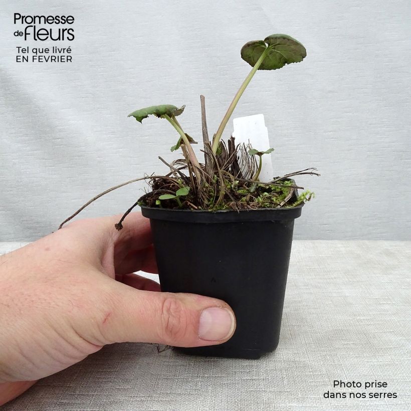 Ligularia Gregynog Gold Vasetto da 8/9 cm esemplare consegnato in inverno