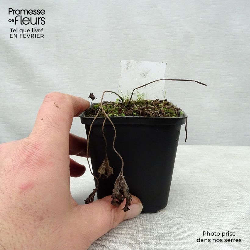 Ligularia Osiris Cafe Noir Vasetto da 8/9 cm esemplare consegnato in inverno