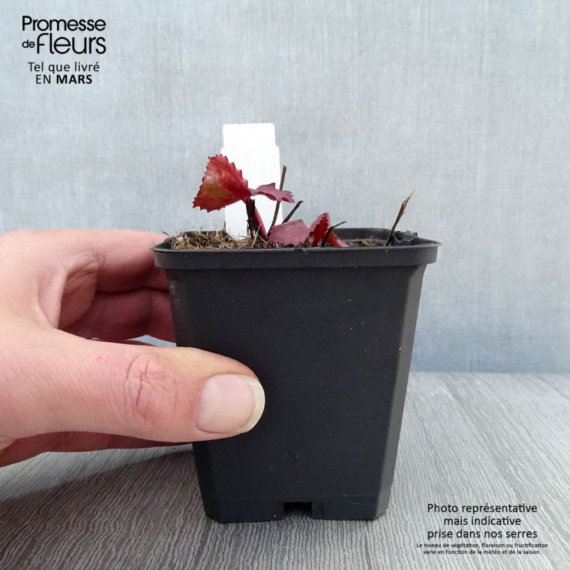 Ligularia dentata Desdemona Vasetto da 8/9 cm esemplare consegnato in primavera