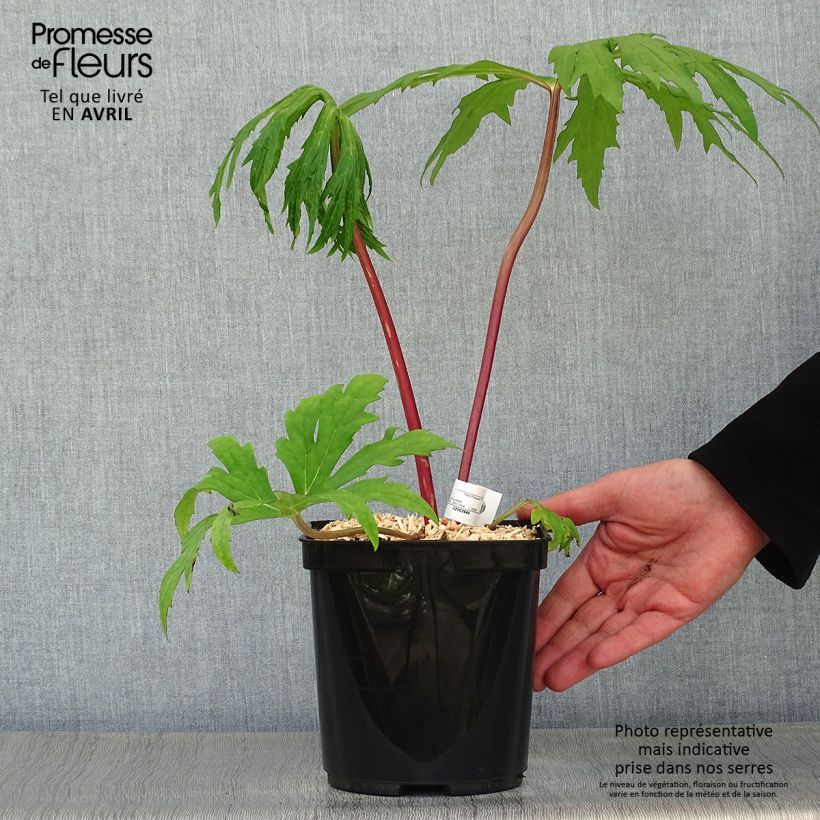 Ligularia japonica Rising Sun BSWJ6293 Vaso da 2L/3L esemplare consegnato in primavera