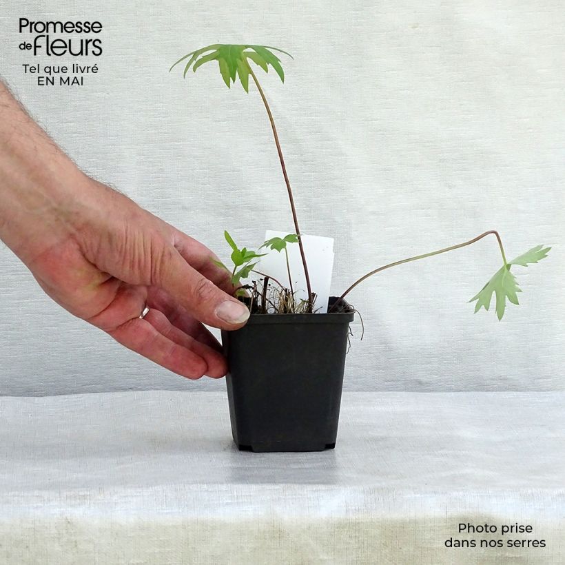 Ligularia przewalskii Vasetto da 8/9 cm esemplare consegnato in primavera