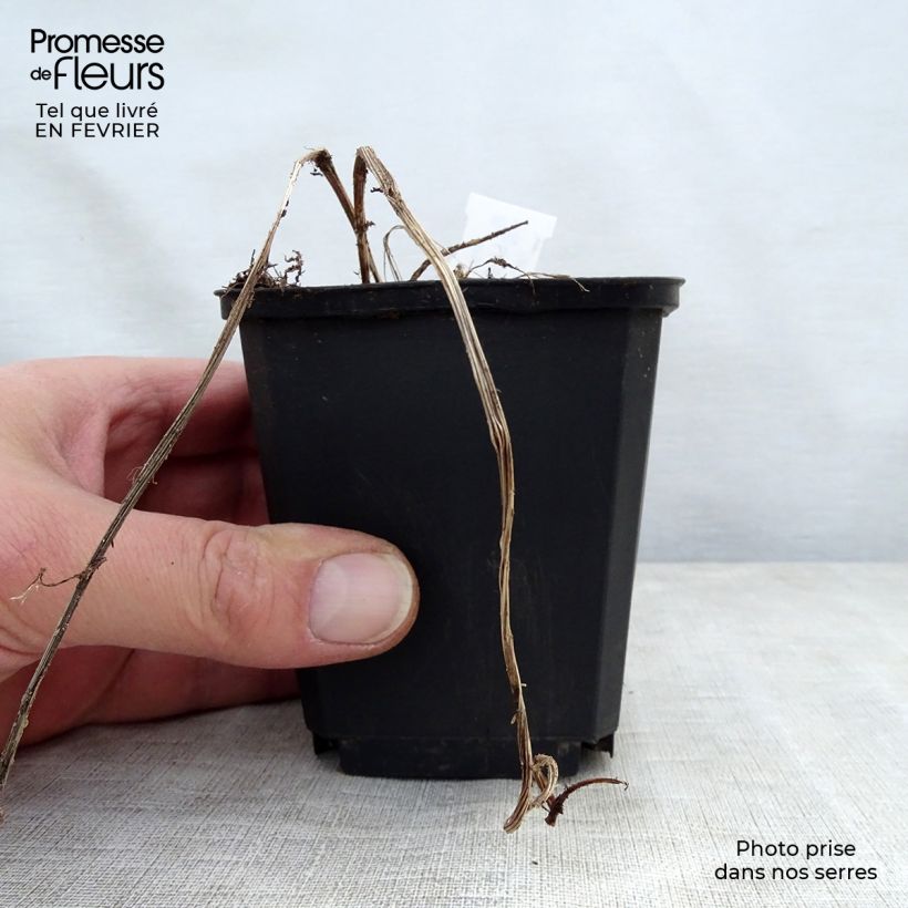 Ligularia stenocephala Vasetto da 8/9 cm esemplare consegnato in inverno