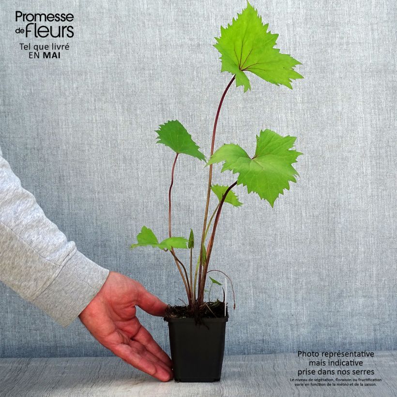 Ligularia stenocephala Little Rocket Vasetto da 8/9 cm esemplare consegnato in primavera