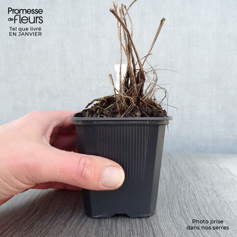 Ligularia stenocephala The Rocket Vasetto da 8/9 cm esemplare consegnato in inverno