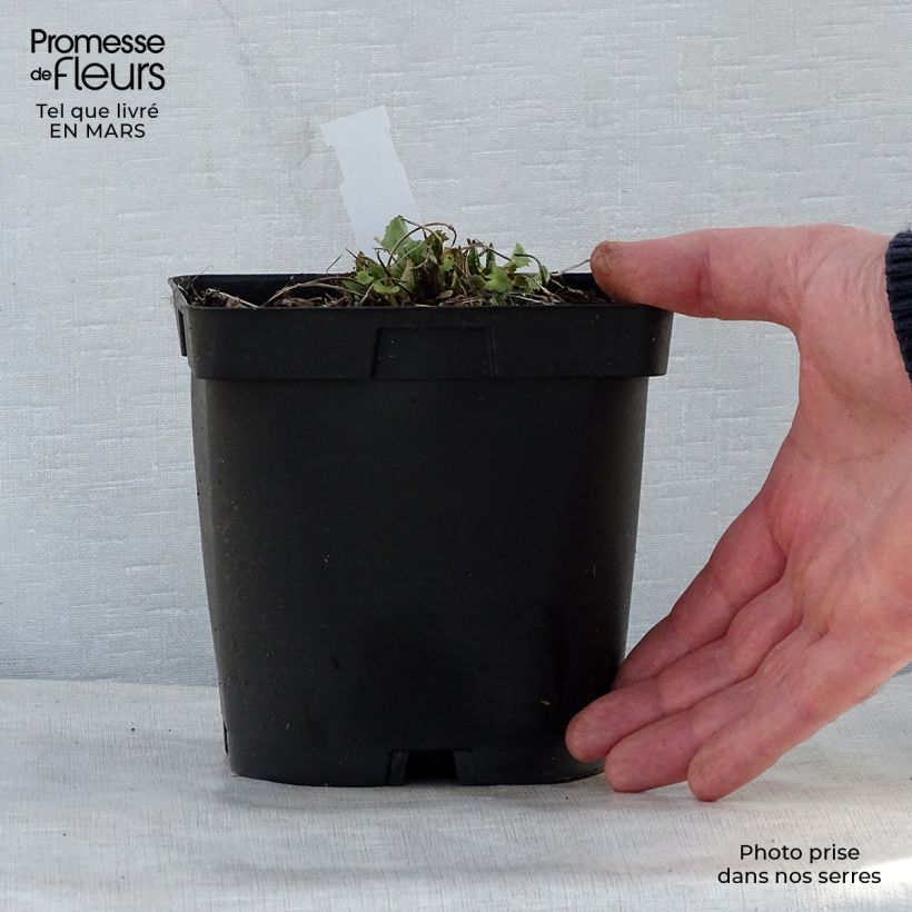 Ligularia stenocephala The Rocket Vaso da 2L/3L esemplare consegnato in primavera