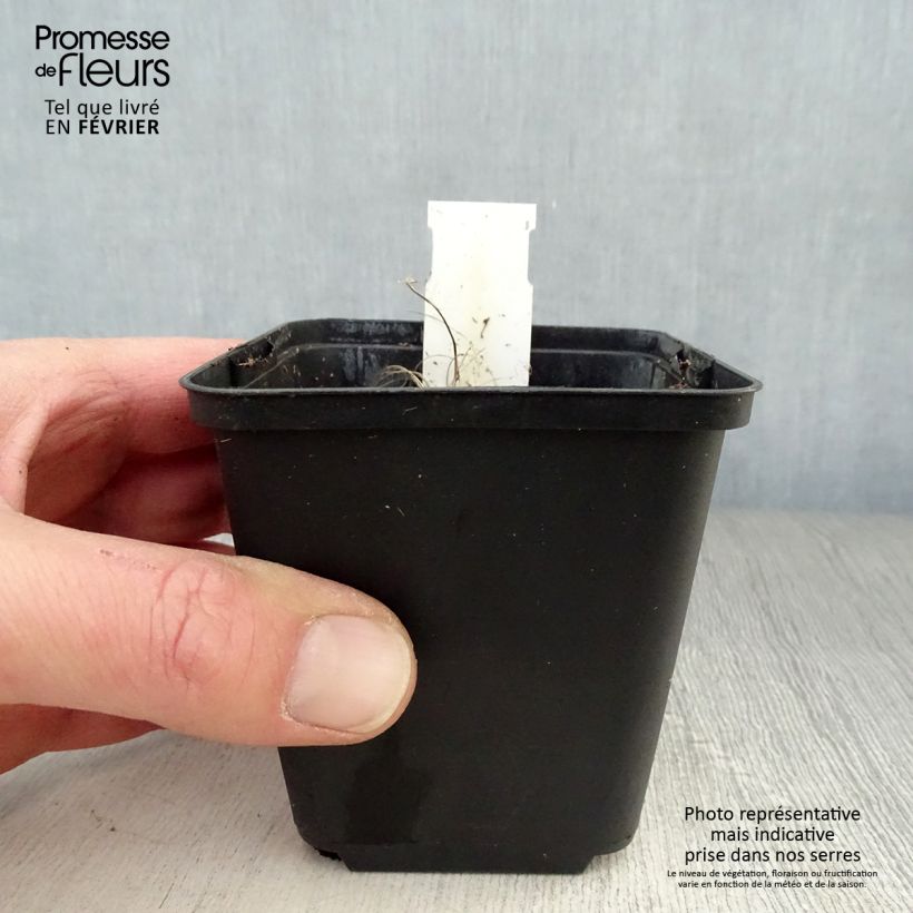 Ligularia hessei Lanternchern Vasetto da 8/9 cm esemplare consegnato in inverno