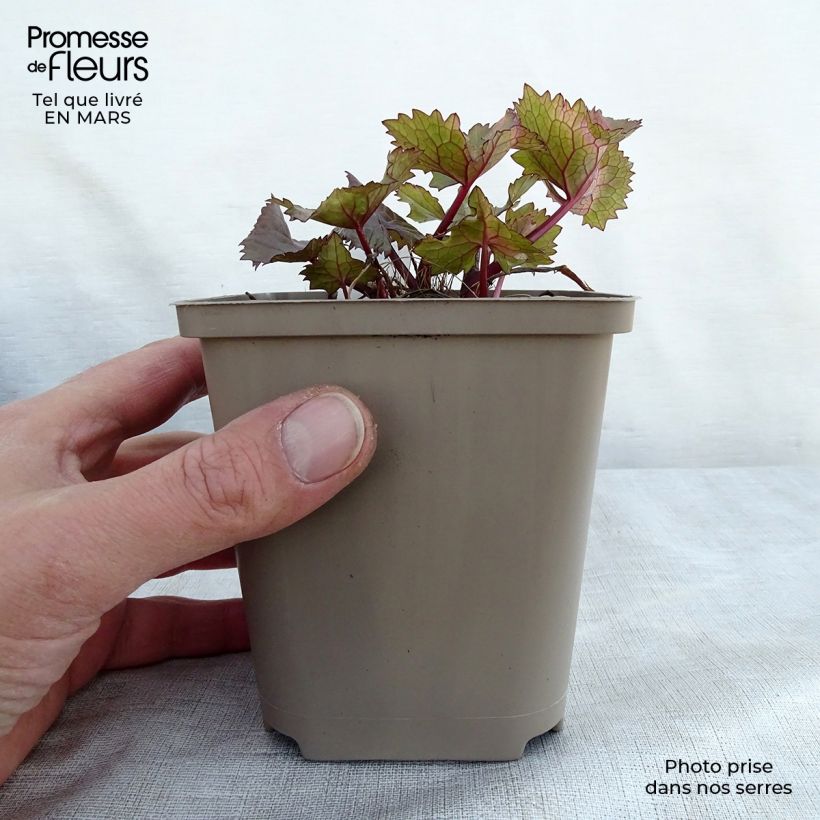 Ligularia hessei Lanternchern Vasetto da 8/9 cm esemplare consegnato in primavera