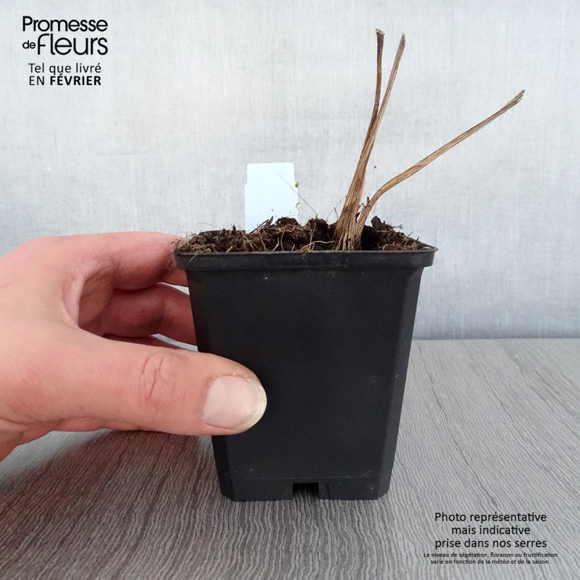 Ligularia hessei Vasetto da 8/9 cm esemplare consegnato in inverno