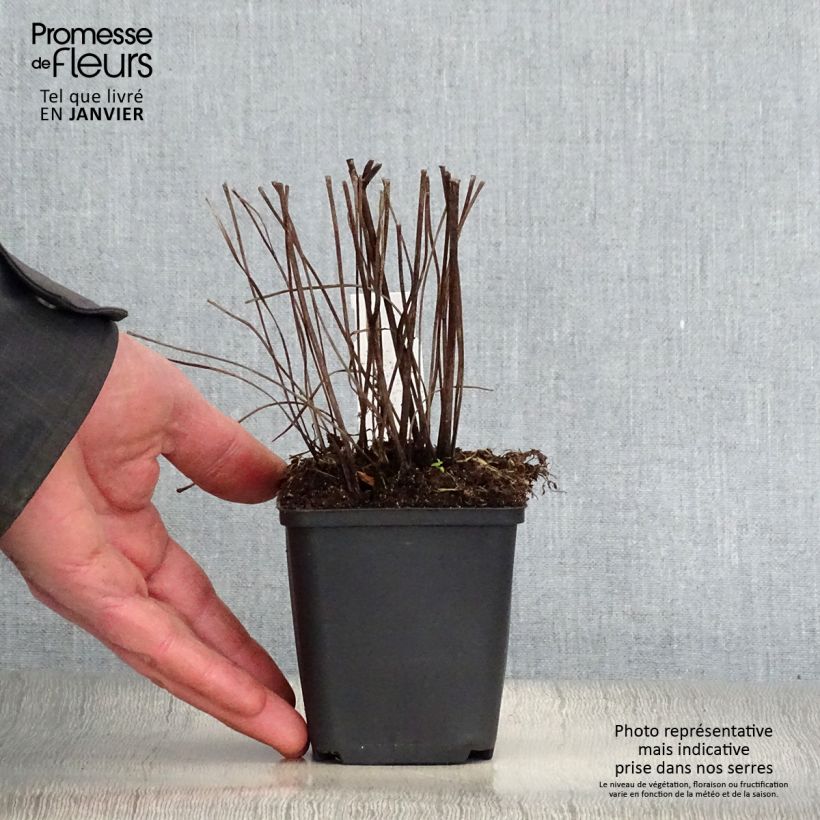 Ligularia Osiris Fantaisie Vasetto da 8/9 cm esemplare consegnato in inverno
