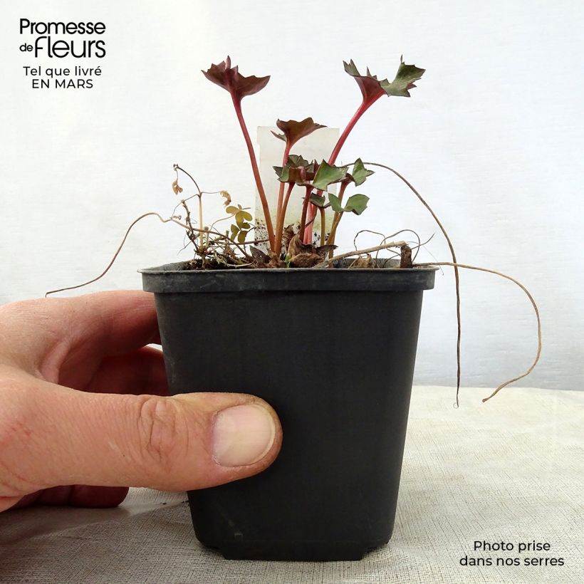 Ligularia Osiris Fantaisie Vasetto da 8/9 cm esemplare consegnato in primavera