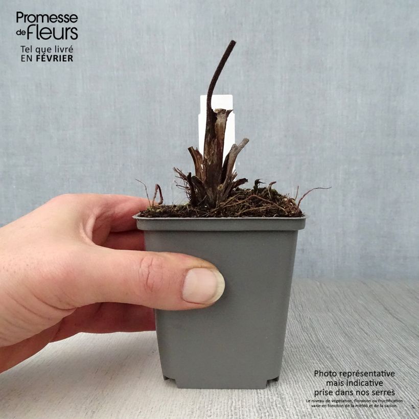 Ligularia dentata Britt-Marie Crawford Vasetto da 8/9 cm esemplare consegnato in inverno