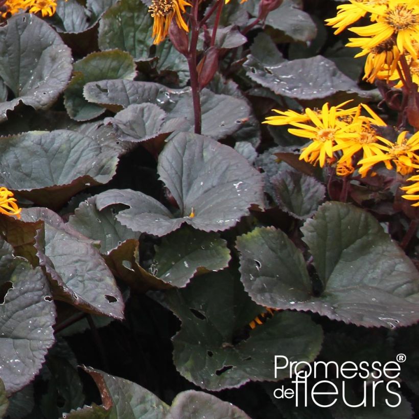 Ligularia dentata Dark Beauty (Fogliame)
