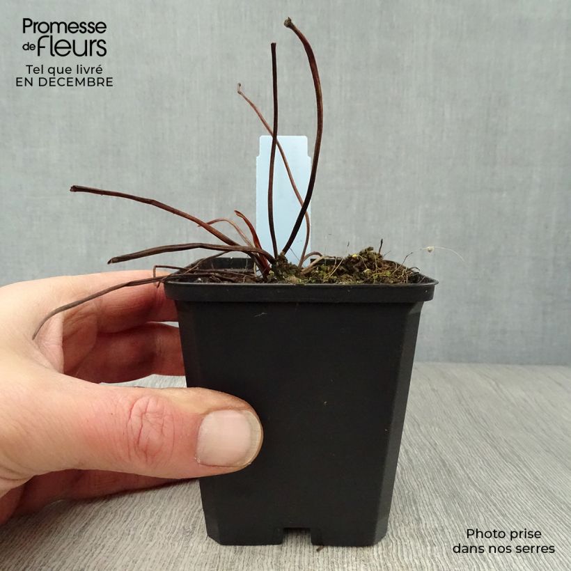 Ligularia dentata Desdemona Vasetto da 8/9 cm esemplare consegnato in inverno