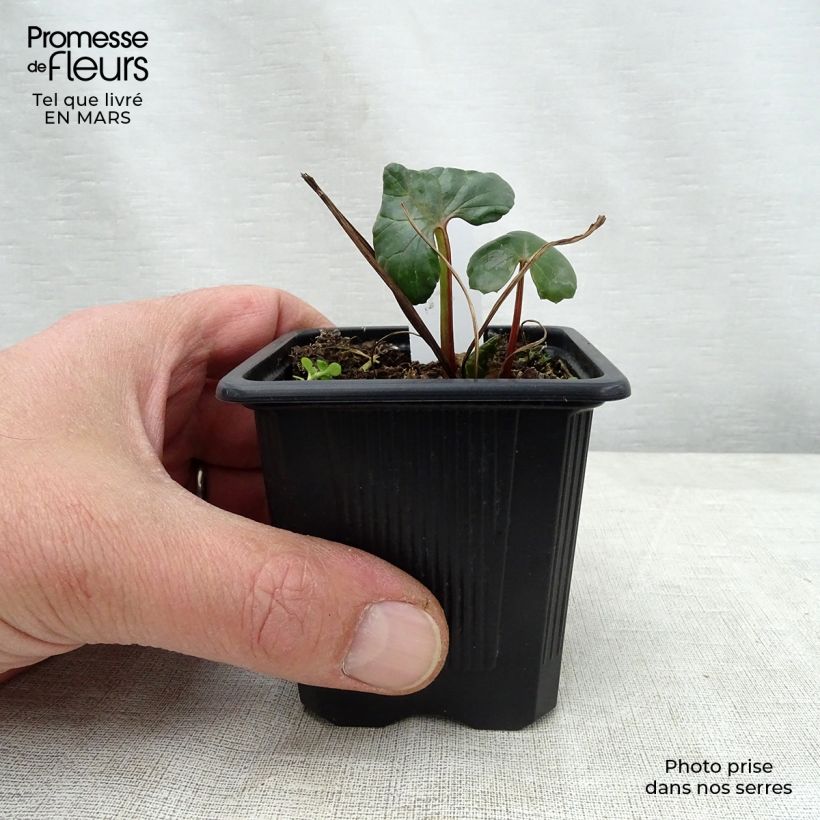 Ligularia dentata Vasetto da 8/9 cm esemplare consegnato in primavera