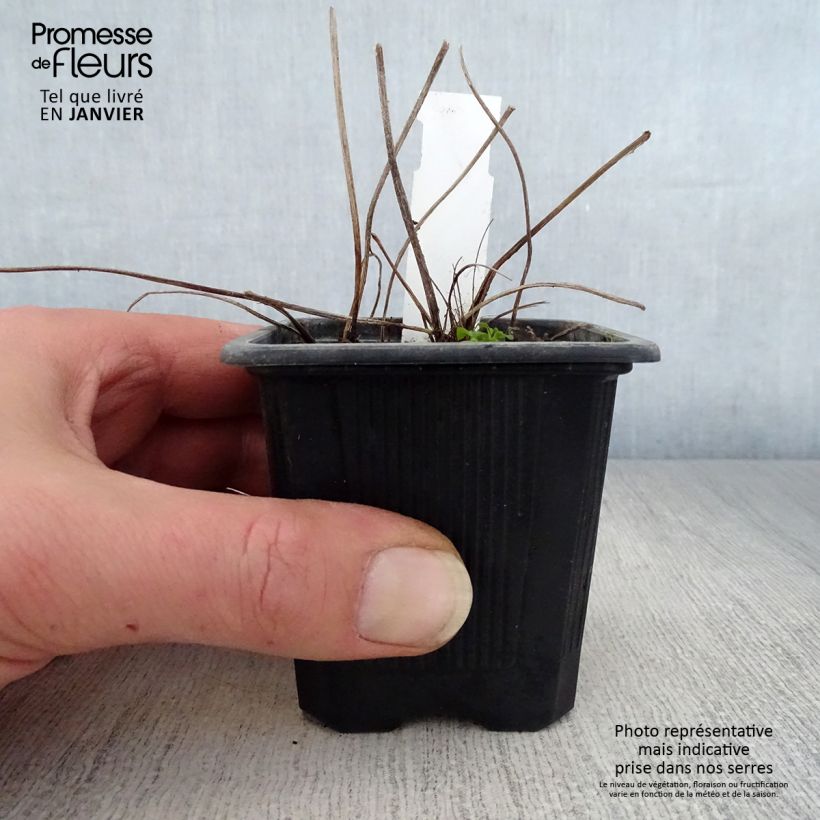 Ligularia dentata Vasetto da 8/9 cm esemplare consegnato in inverno