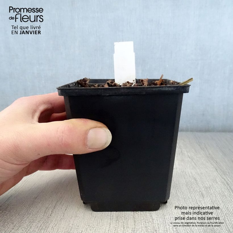 Ligularia dentata Pandora Vasetto da 8/9 cm esemplare consegnato in inverno