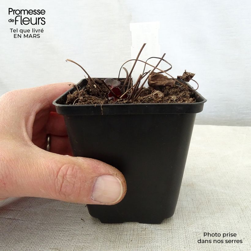 Ligularia dentata Pandora Vasetto da 8/9 cm esemplare consegnato in primavera