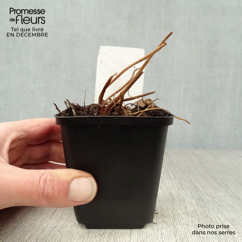 Ligularia przewalskii Vasetto da 8/9 cm esemplare consegnato in inverno