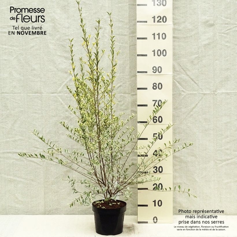 Esemplare di Ligustrum ibota Musli - Ligustro Vaso da 3L/4L come consegnato in autunno