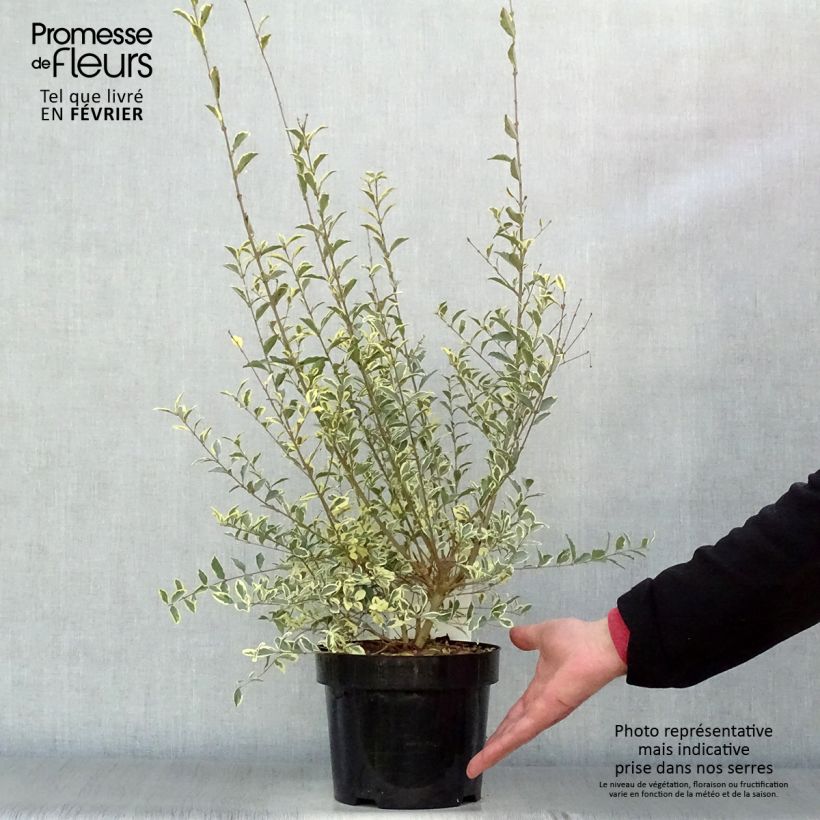 Ligustrum ibota Musli - Ligustro Vaso da 3L/4L esemplare consegnato in inverno