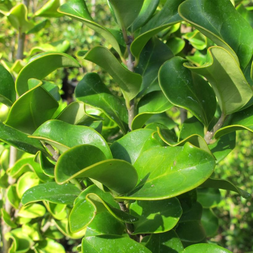 Ligustrum japonicum Coriaceum - Ligustro giapponese (Fogliame)
