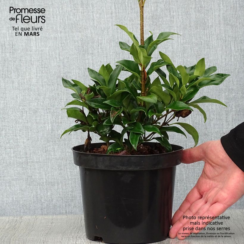 Ligustrum japonicum Green Century - Ligustro giapponese Vaso da 2L/3L esemplare consegnato in inverno