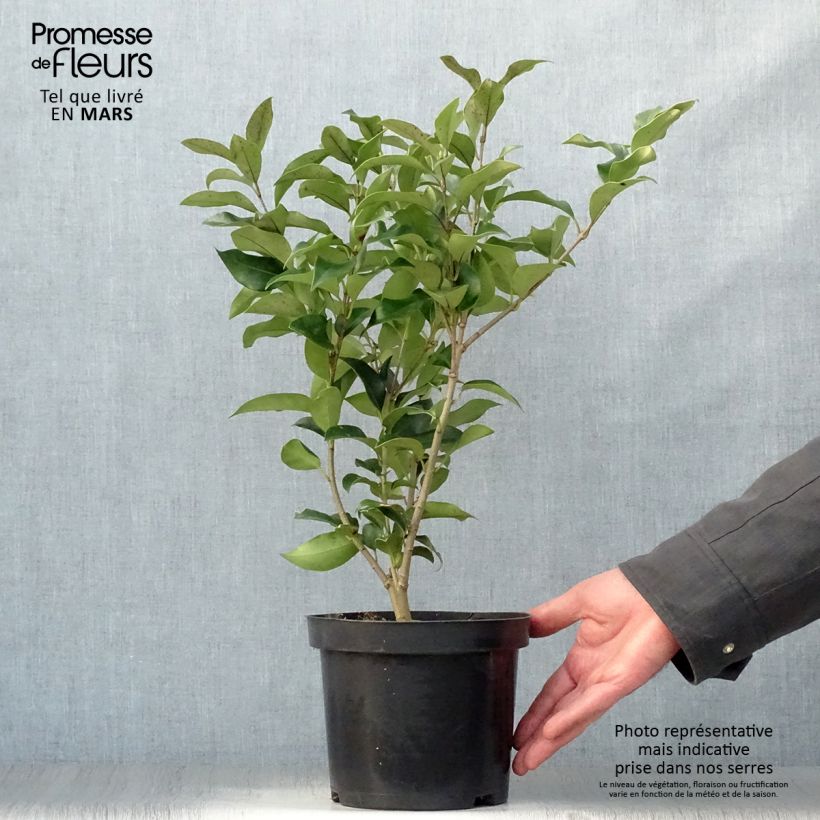 Ligustrum japonicum Green Century - Ligustro giapponese Vaso da 2L/3L esemplare consegnato in primavera