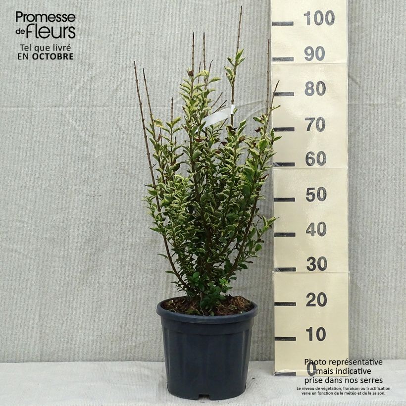 Esemplare di Ligustrum ovalifolium Aureum - Ligustro a foglie ovali Vaso da 7,5L/10L come consegnato in autunno