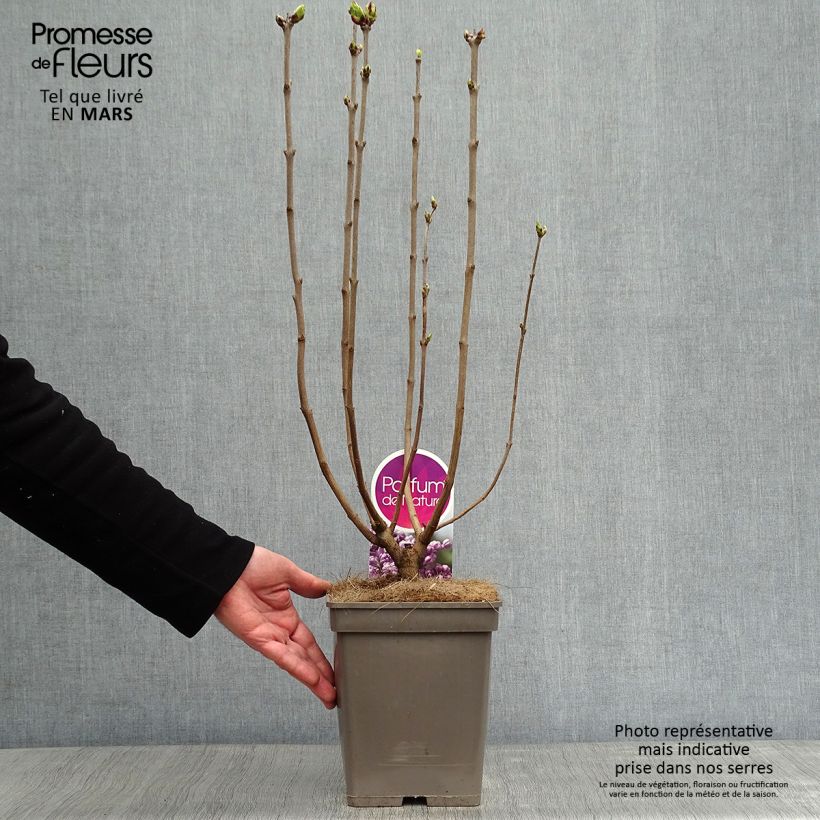 Lillà comune Sensation Vaso da 3L/4L esemplare consegnato in inverno