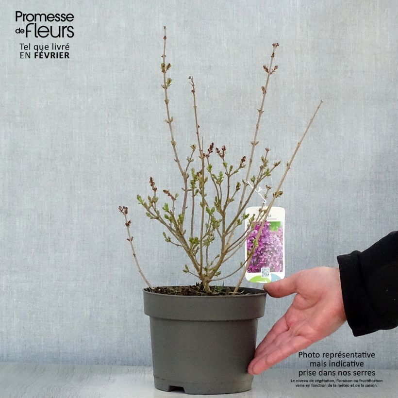 Syringa chinensis Saugeana - Lillà Vaso da 2L/3L esemplare consegnato in inverno