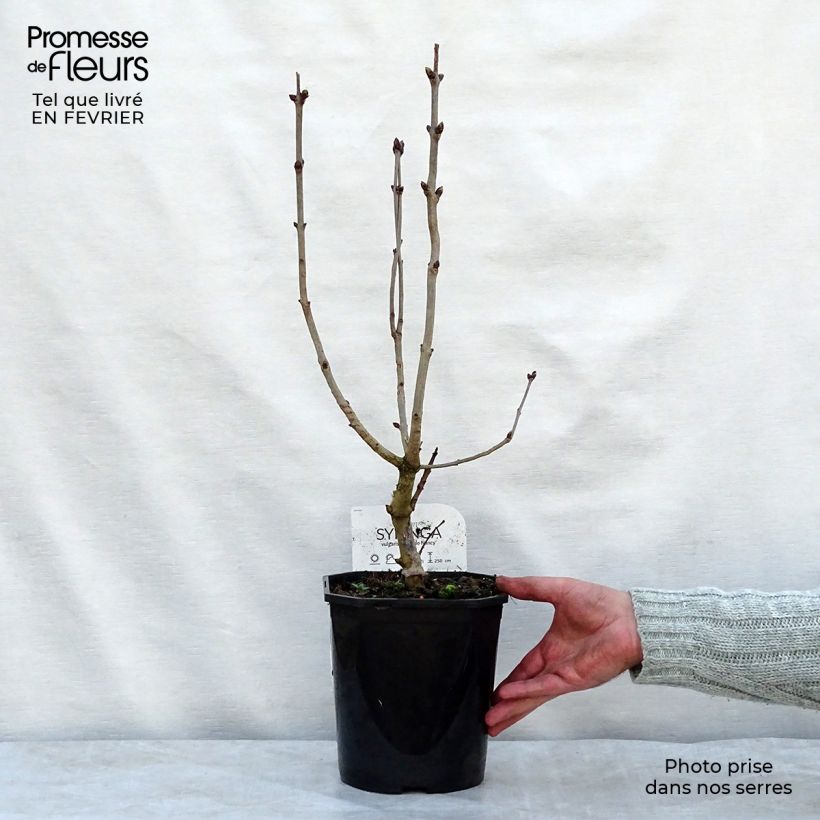 Lillà comune Belle de Nancy Vaso da 3L/4L esemplare consegnato in inverno