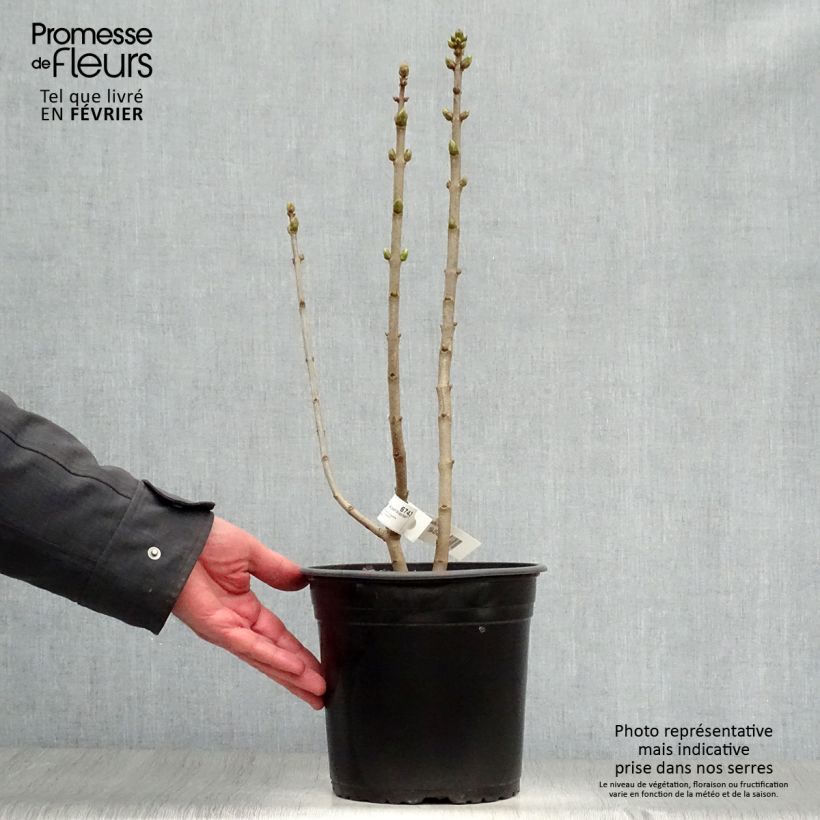 Lillà comune Capitaine Baltet Vaso da 4L/5L esemplare consegnato in inverno