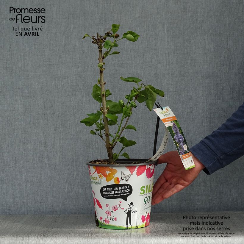 Lillà comune Capitaine Baltet Vaso da 4L/5L esemplare consegnato in primavera