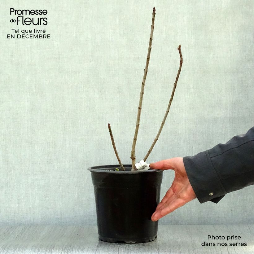 Lillà comune Charles Joly Vaso da 2L/3L esemplare consegnato in inverno