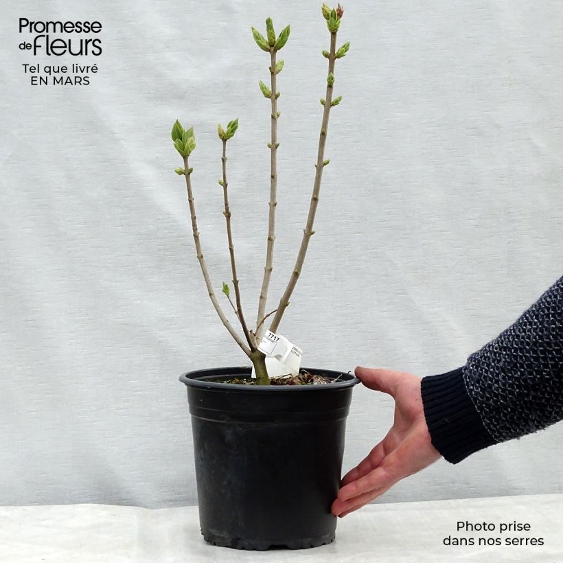 Lillà comune Katherine Havemeyer Vaso da 3L/4L esemplare consegnato in inverno