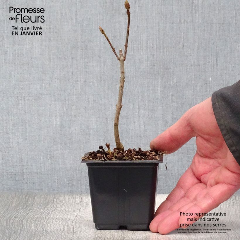 Lillà comune Katherine Havemeyer Vasetto da 8/9 cm esemplare consegnato in inverno