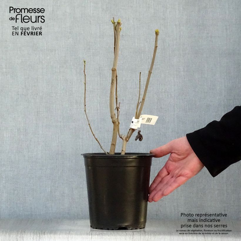 Lillà comune Madame Lemoine Vaso da 3L/4L esemplare consegnato in inverno