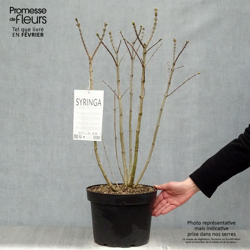 Lillà comune Madame Lemoine Vaso da 7,5L/10L esemplare consegnato in inverno