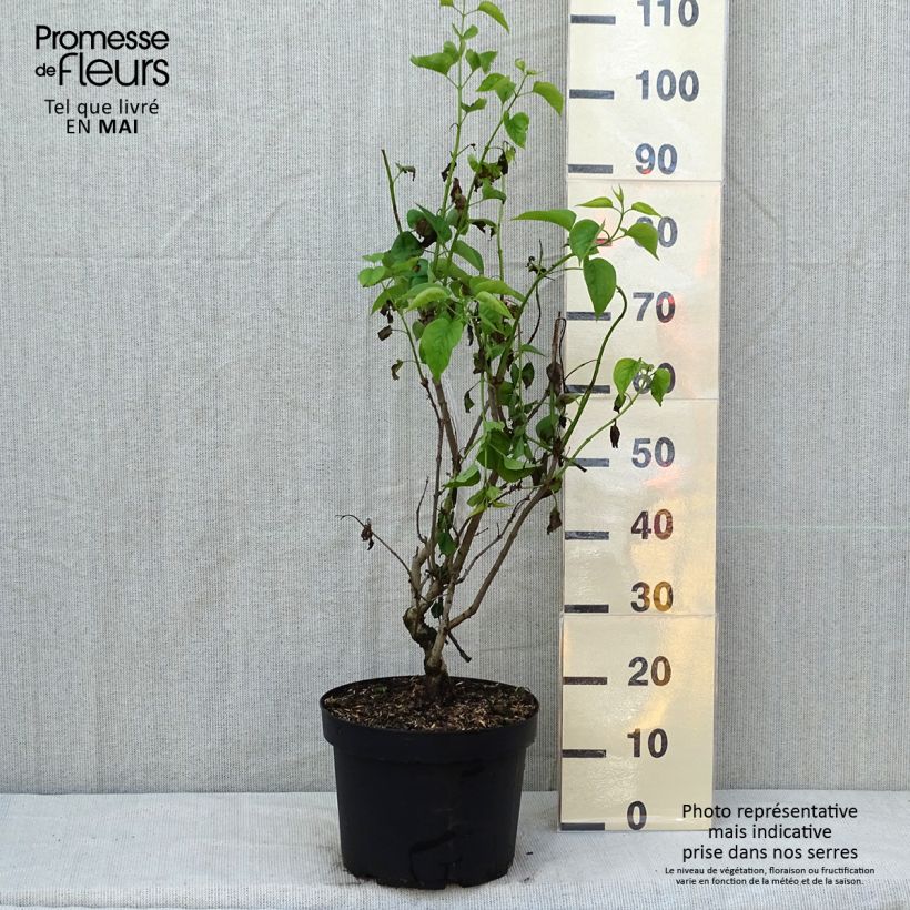 Lillà comune Madame Lemoine Vaso da 7,5L/10L esemplare consegnato in primavera