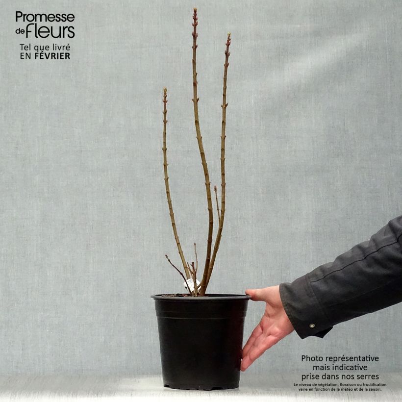 Lillà comune Président Grevy Vaso da 4L/5L esemplare consegnato in inverno