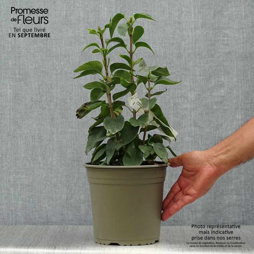 Esemplare di Lillà comune Primrose Vaso da 4L/5L come consegnato in autunno