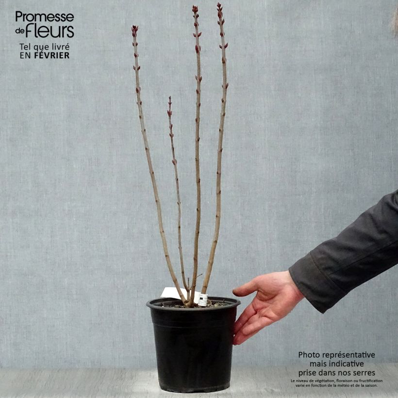 Lillà comune Prince Wolkonsky Vaso da 3L/4L esemplare consegnato in inverno