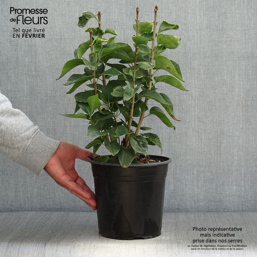 Esemplare di Lillà comune Kindy Rose Vaso da 4L/5L come consegnato in autunno