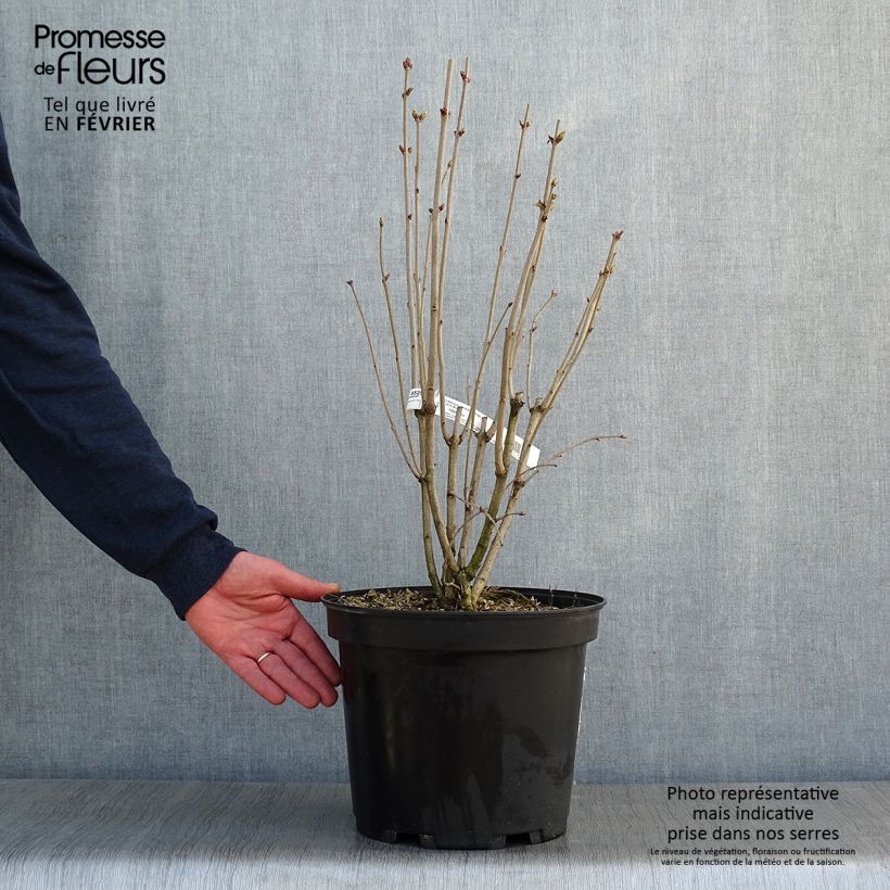 Lillà comune Kindy Rose Vaso da 7,5L/10L esemplare consegnato in inverno