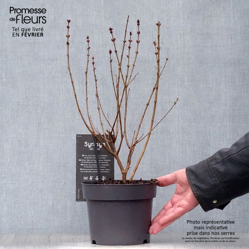 Syringa velutina Josée - Lillà Vaso da 3L/4L esemplare consegnato in inverno